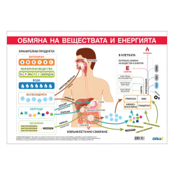 Ученическо табло по биология - Обмяна на вещества и енергия, 100x70cm