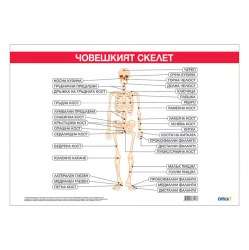 Ученическо табло по биология - Костна система, 100x70cm
