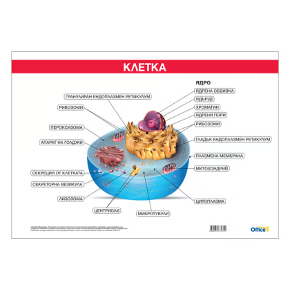 Ученическо табло по биология - Устройство на клетката, 100x70cm