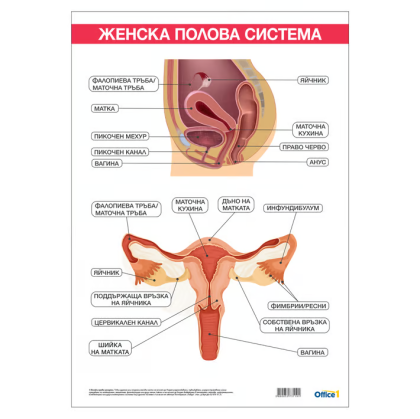 Ученическо табло по биология - Женска полова система, 100x70cm