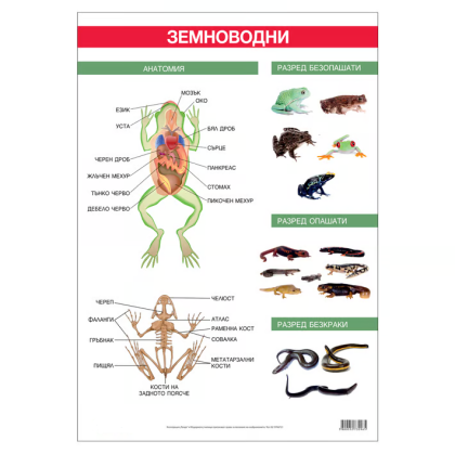 Ученическо табло по биология - Земноводни, 70x100cm