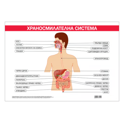 Ученическо табло по биология - Храносмилателна система, 100x70cm