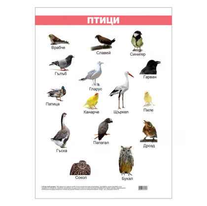 Ученическо табло по биология - Птици, 50x70cm