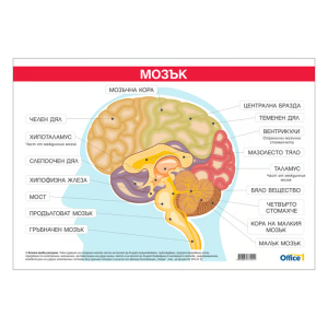 Ученическо табло по биология - Главен мозък, 100x70cm