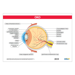 Ученическо табло по биология - Око, 100x70cm
