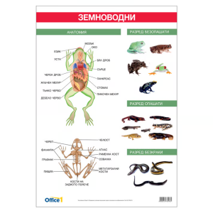 Ученическо табло по биология - Земноводни, 100x70cm