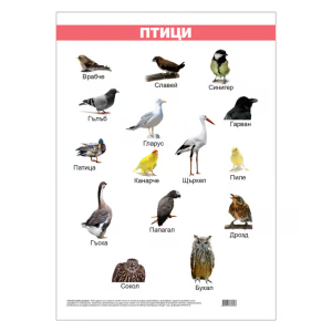 Ученическо табло по биология - Птици, 50x70cm